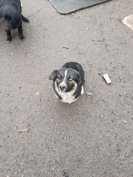 Отдадим щенят (девочки)