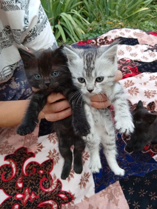 Котята в добрые руки отдадим