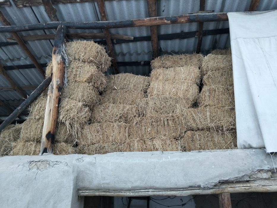 Беда пресс сотилади