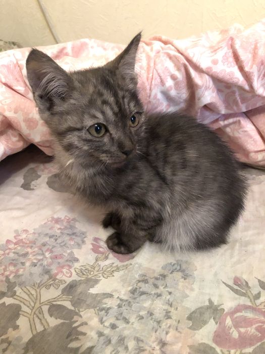 предоставляю услуги зооняни