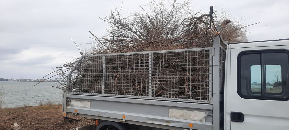 Toaletare copaci cu alpinisti