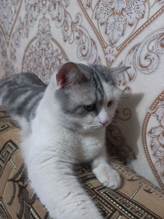 В добрые руки кот!
