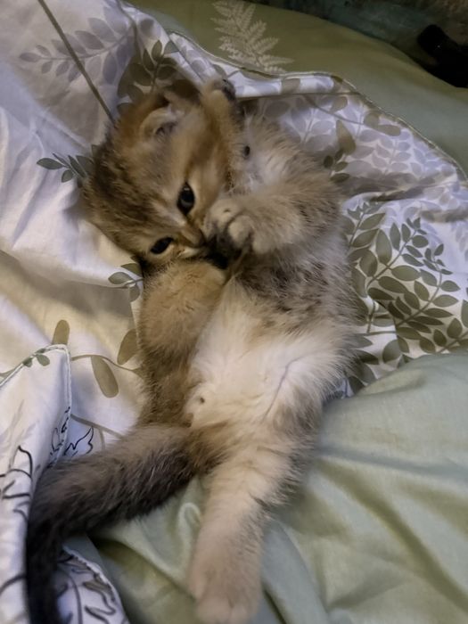 продаются котята шиншилы