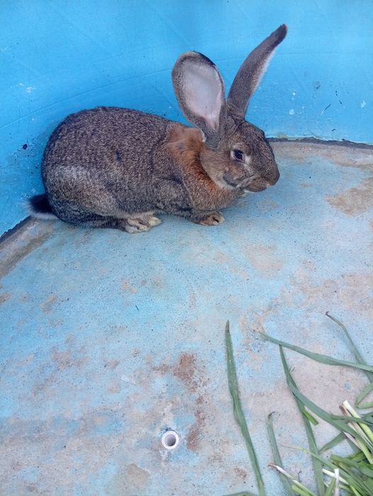 Породистые кролики Великаны