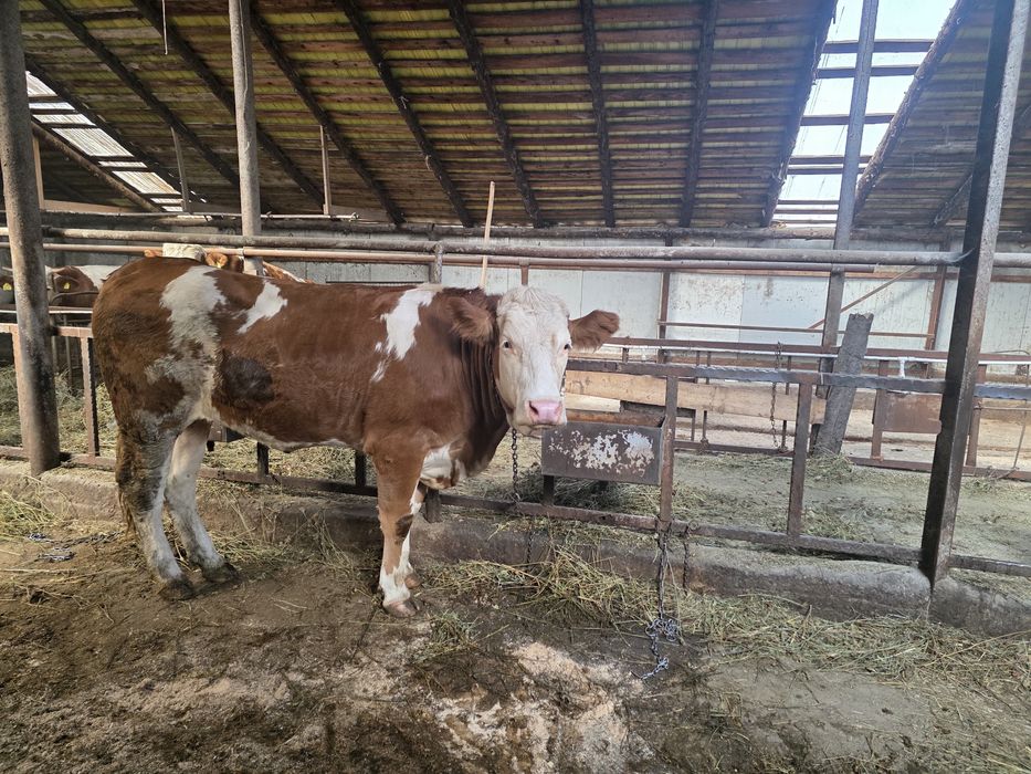 Vând junică de 2 ani
