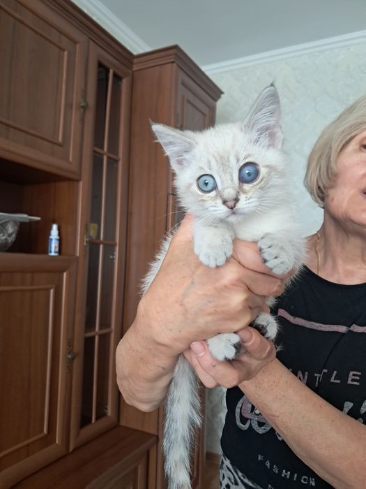 Отдадим котёнка 1 месяц]девочка]