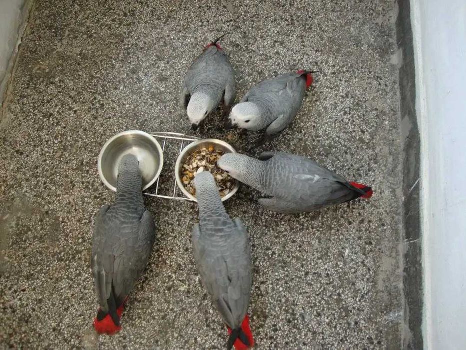 Папагали Кралско жако -ръчно хранени