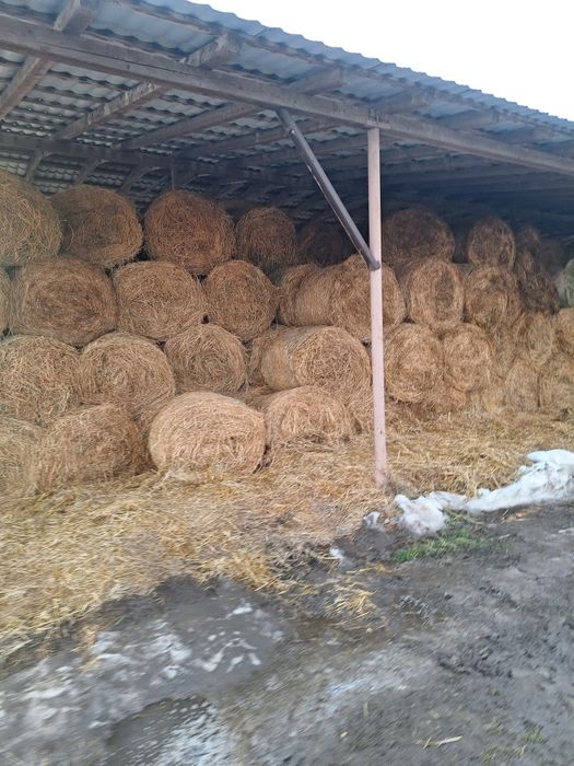 Baloți Lucernă fîn paie de vînzare