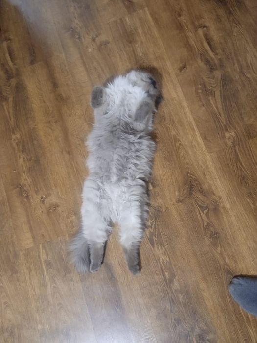 Кот, кастрирован