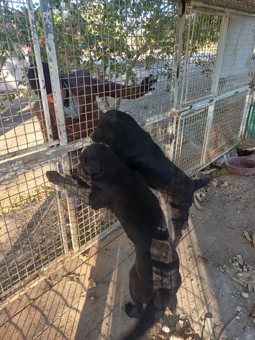 Неміс офицерімен жыныстық қатынас