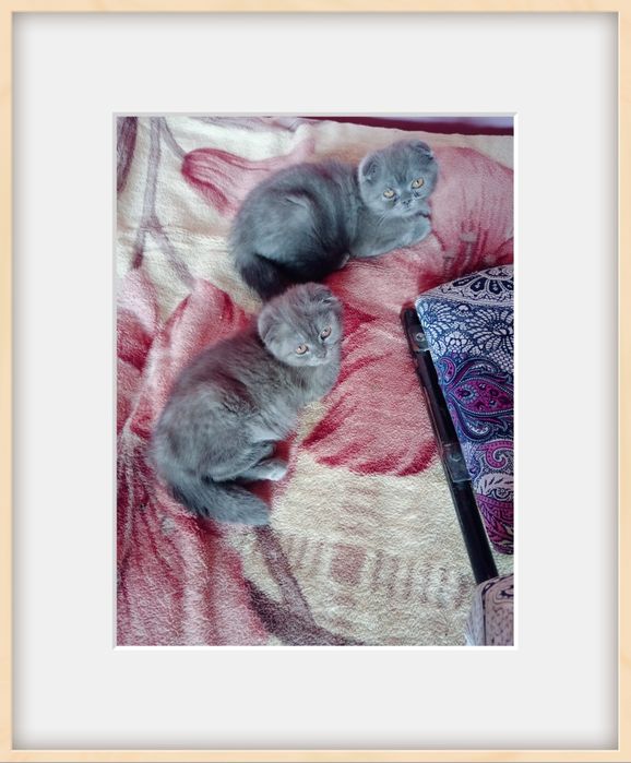 Срочно продам скотиш фолда