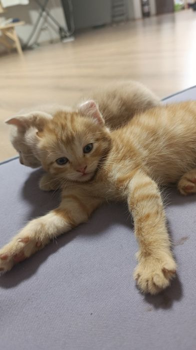 Породистые котята