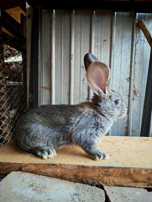 Iepuri Uriaș German