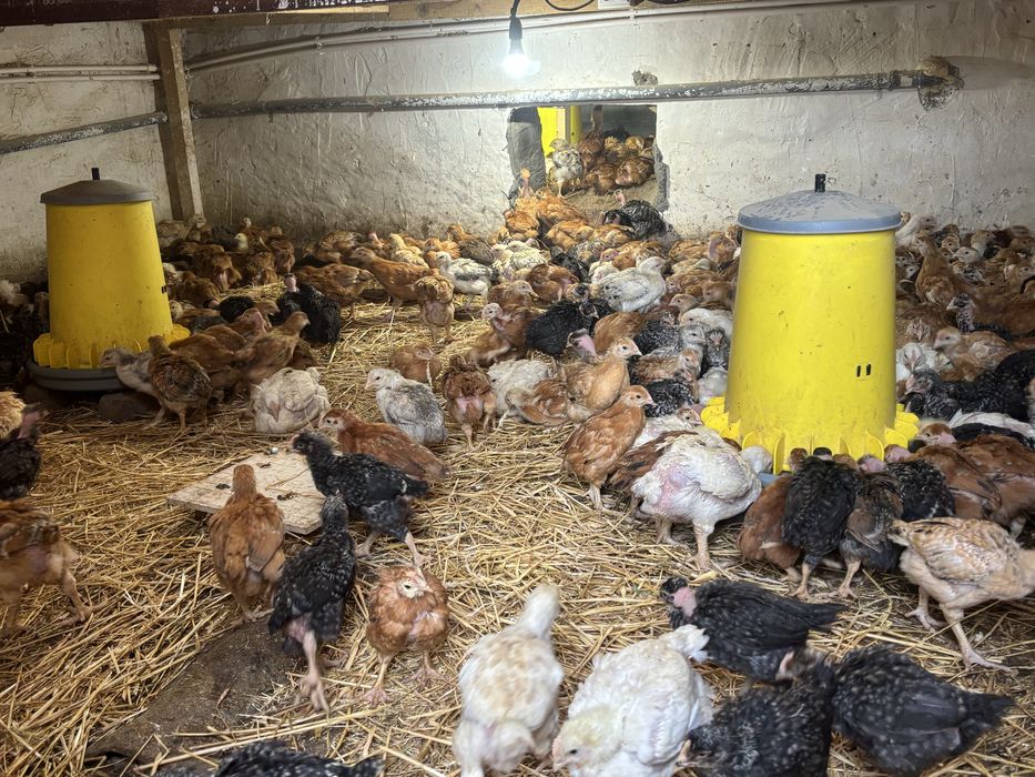 Pui de gaina de vanzare