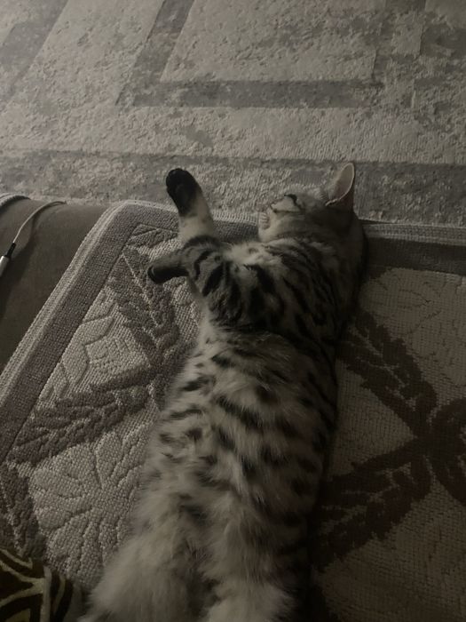 Продаем кота 10-11 месяцев британец