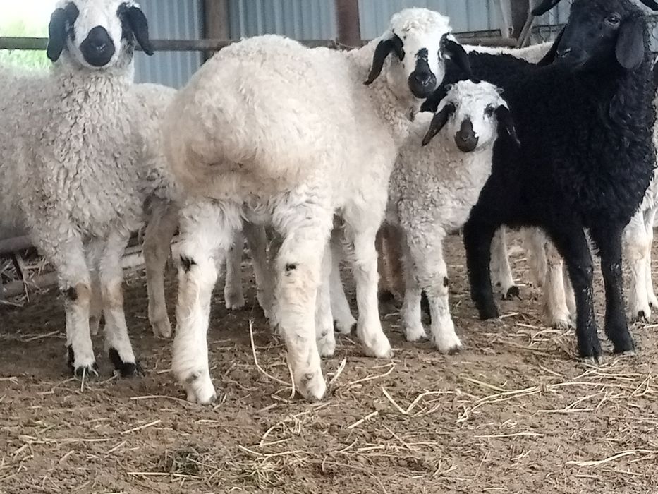 Qara quloq qochqor sotiladi