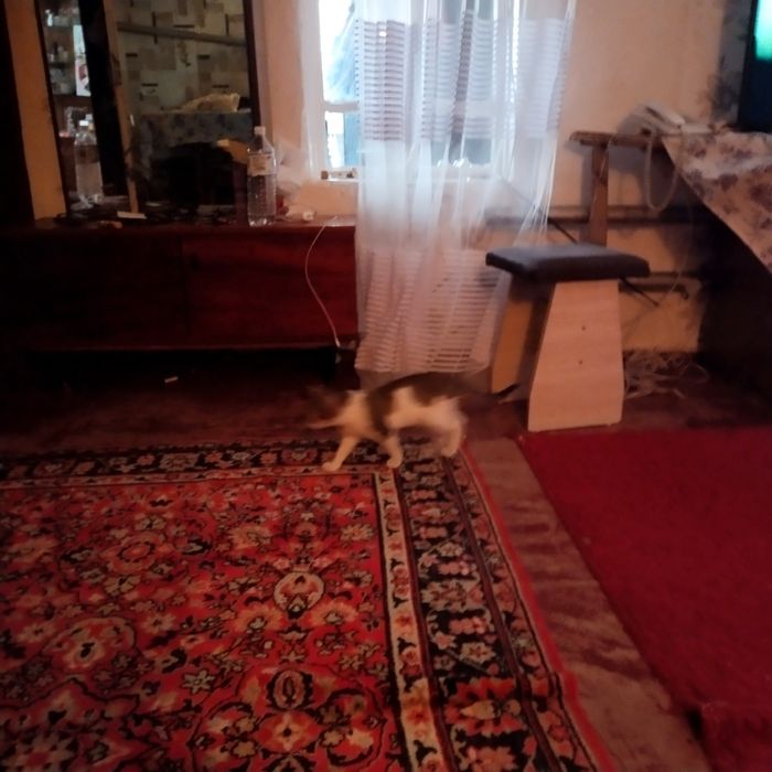 Отдам котенка котик