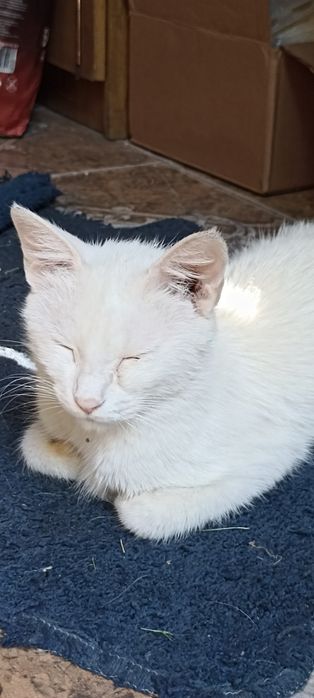 Срочно!! Кошка и котята в добрые руки