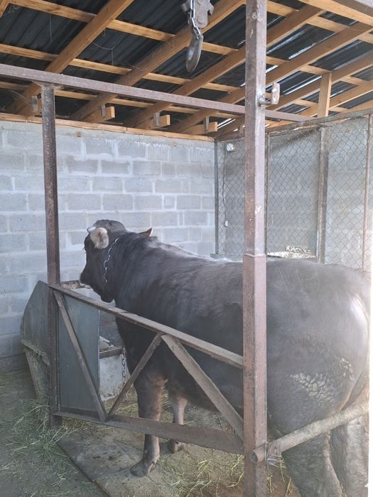 Чистопородный бык