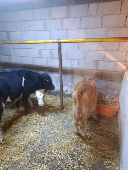 Продаются 2 бычка и 3 тёлки