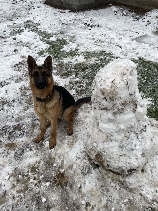 Немецкая овчарка вязка
