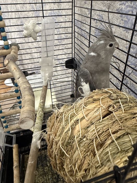 Продам срочно кореллу