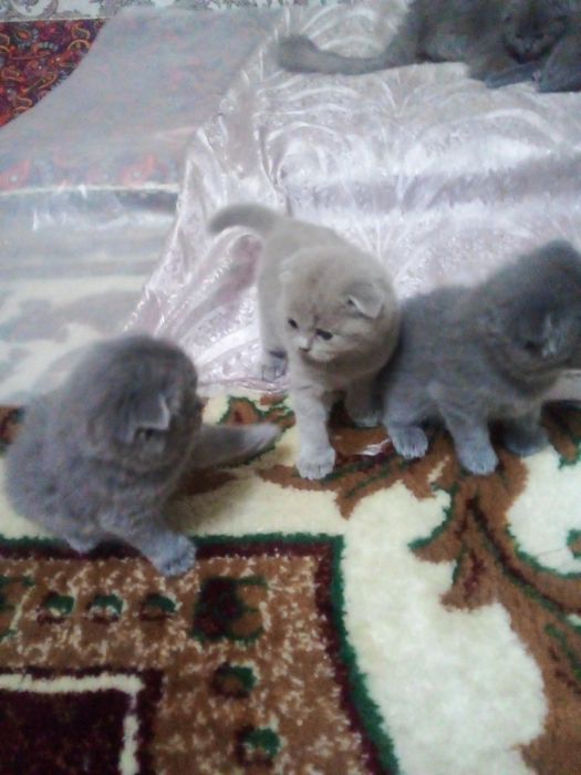 Катяти шотландские веслоуха фолд.