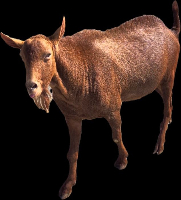 Țap( Murciano Granadina)