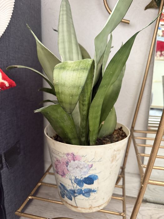 Домашние цветы в горшке