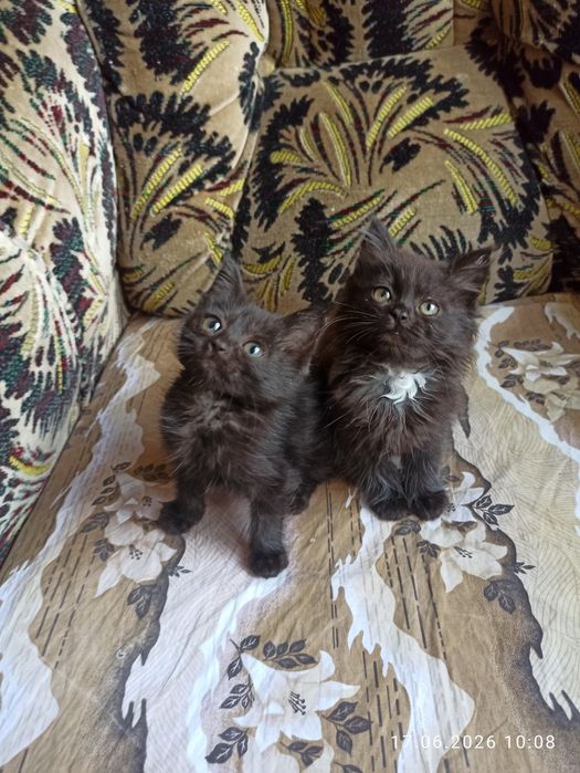Отдам даром котят