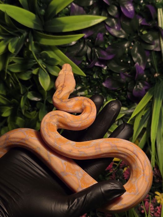 Сетчатый питон albino