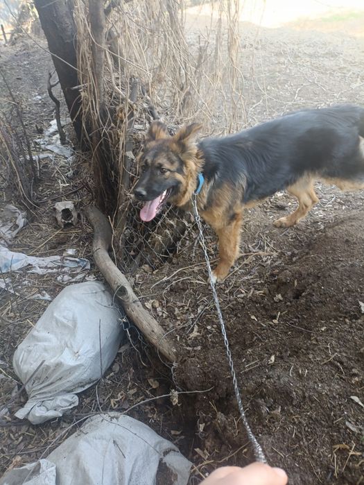 Продам немецкую авчарку или обмен