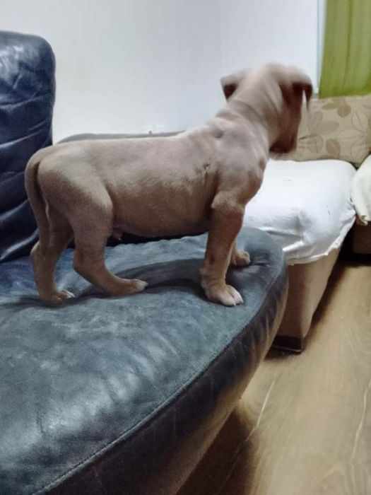 Американско були ХЛ