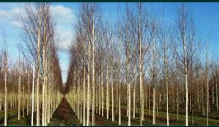 Vând mesteacăn transport gratis