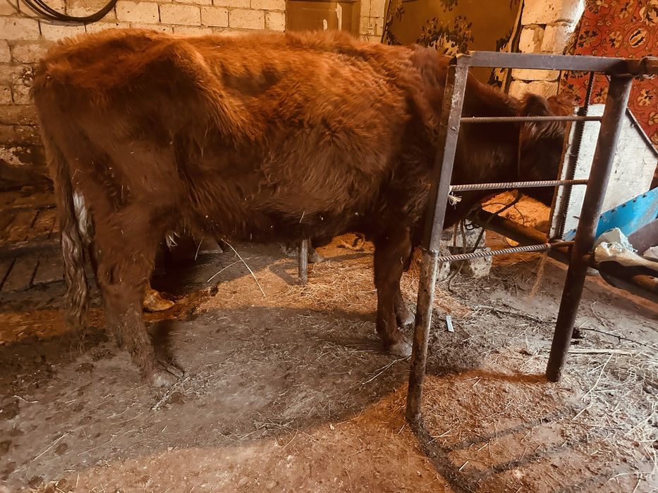 Буаз сиырлар сатылады.