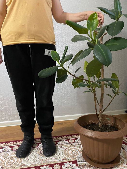 Фикус комнатные растения