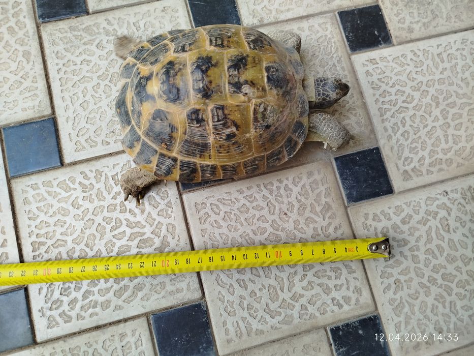 Тошбака сотилади