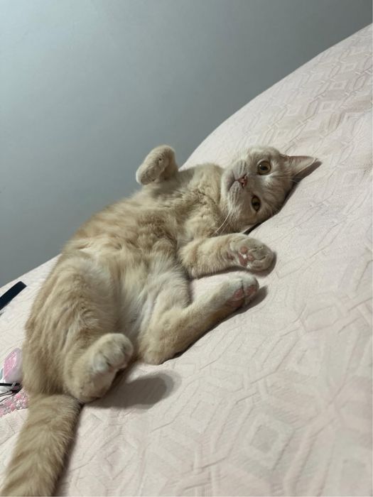 Отдам кота в добрые руки