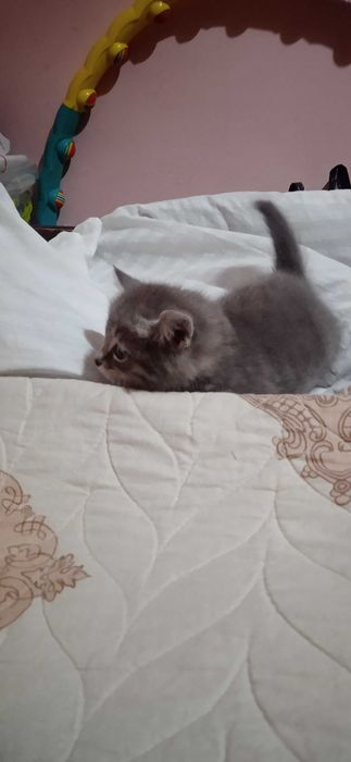 Серый котёнок девочка