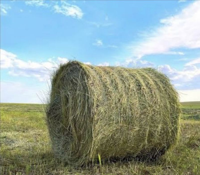 Продам сено житняк