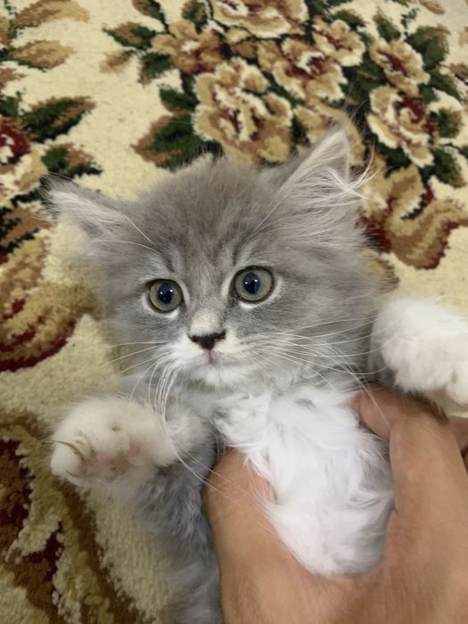 Очень милая кошечка