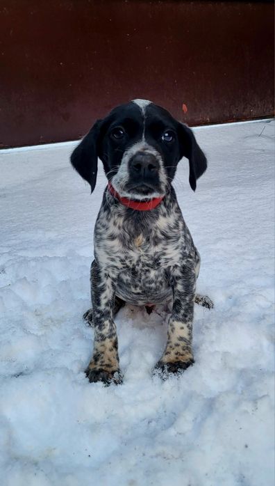 Brac german par scurt