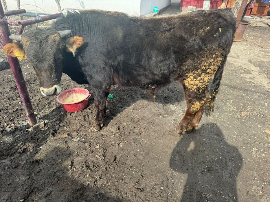 Продам бычка годовалого