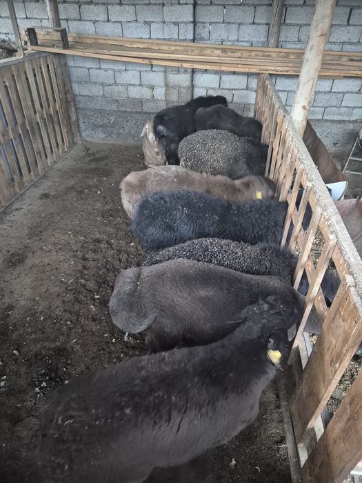 Қой, Тоқты, Қошқар