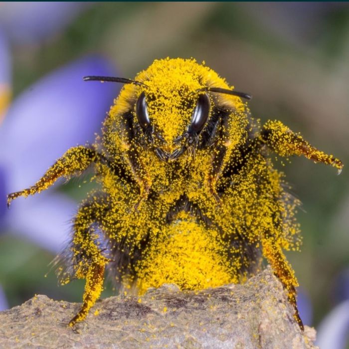 ПЫЛЬЦА-обножка (цветочная пчелиная) СВЕЖАЙШАЯ, весна 2026