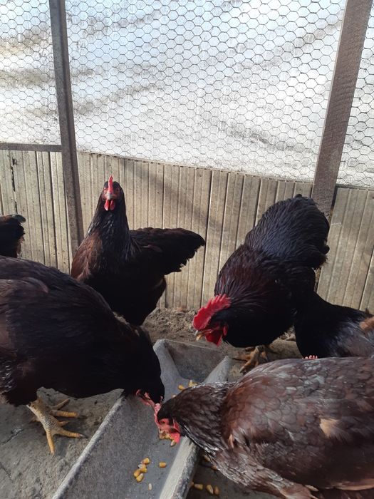 Oua Rhode Island pt incubator