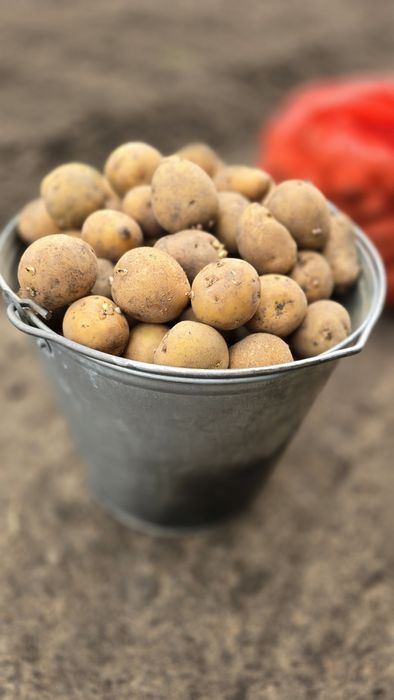 Семейной картофель