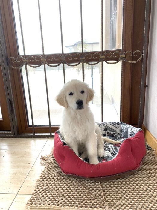 Щенки голден ретривера