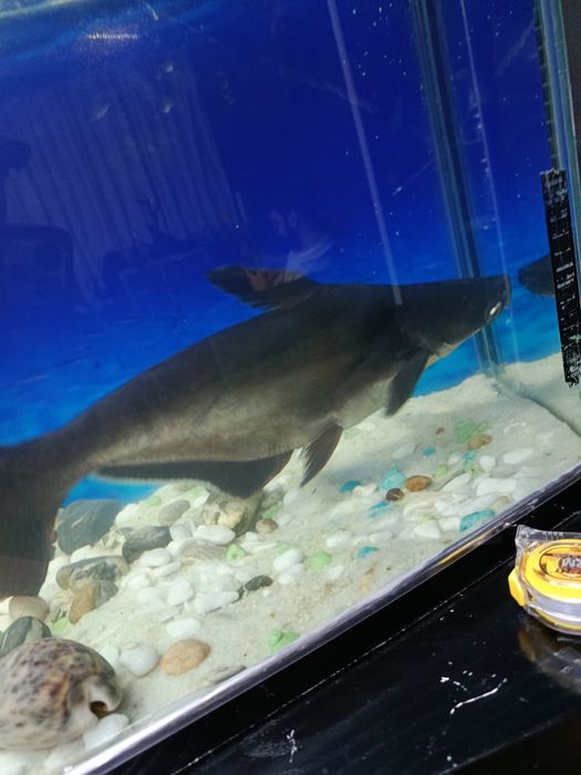 Продаю рыб акульего сома (Пангасиус