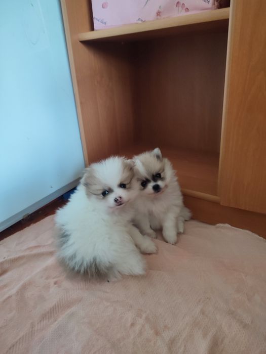 Продам щенков шпица немецкий